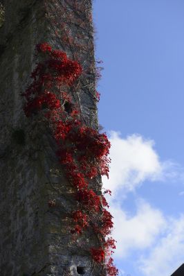 Visby marknad 2012