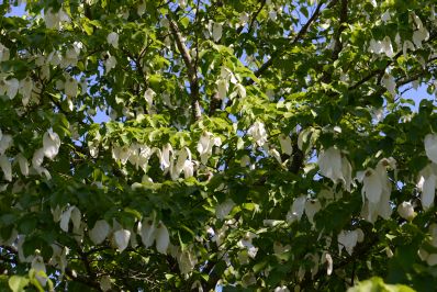 Blommande nÀsdukstrÀd i DBWs botaniska trÀdgÄrd i Visby Blommande nÀsdukstrÀd i DBWs botaniska trÀdgÄrd i Visby