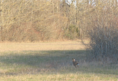 bild - rabbis on the run...