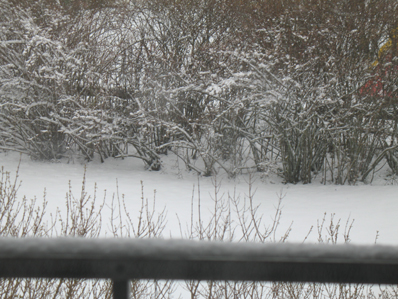 bild - snö på balkongräcke, buskar och marken bild - snö på balkongräcke, buskar och marken