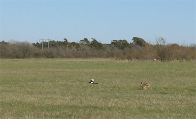 bild - rabbis jagar skata