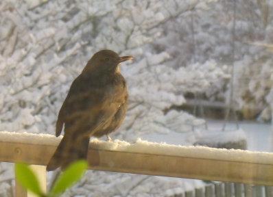 bild - fÃ¥gel pÃ¥ balkongrÃ¤cke