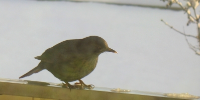 bild - pippi pÃ¥ balkongrÃ¤cke