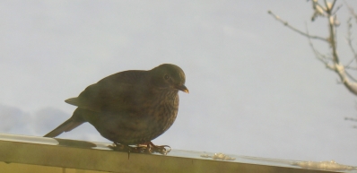 bild - pippi pÃ¥ balkongrÃ¤cke