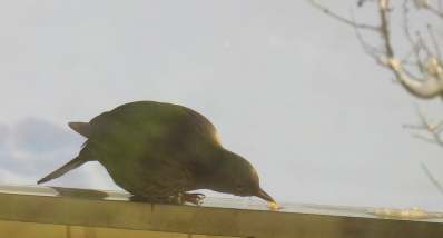 bild - pippi pÃ¥ balkongrÃ¤cke