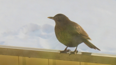 bild - pippi pÃ¥ balkongrÃ¤cke